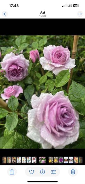  - CATALOG TOAMNA 2025