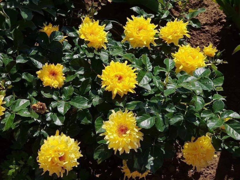  - CATALOG TOAMNA 2025