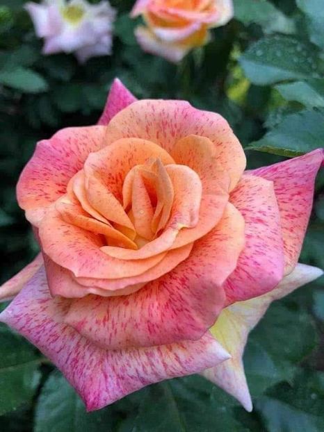  - CATALOG TOAMNA 2025