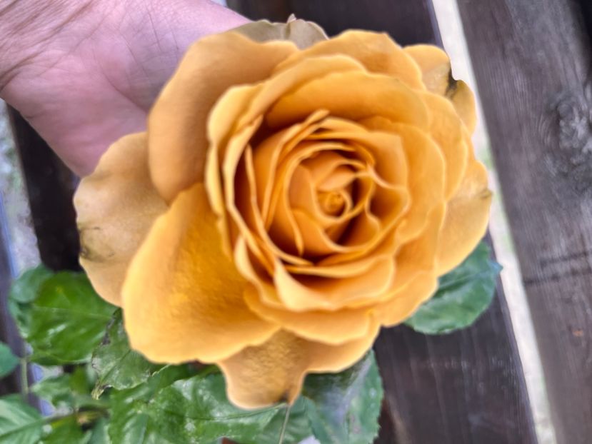  - CATALOG TOAMNA 2025