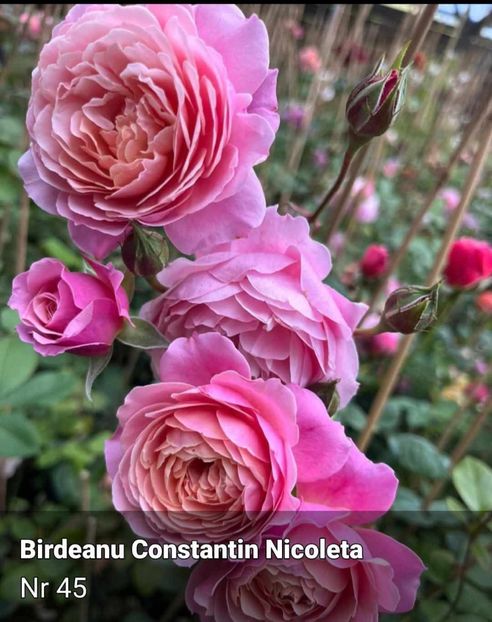 f2960284514f16d581971ccb499125bf - CATALOG TOAMNA 2025