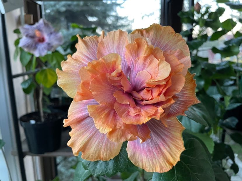  - Wind Rosa Feng Xiajunr