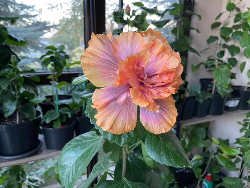  - Wind Rosa Feng Xiajunr