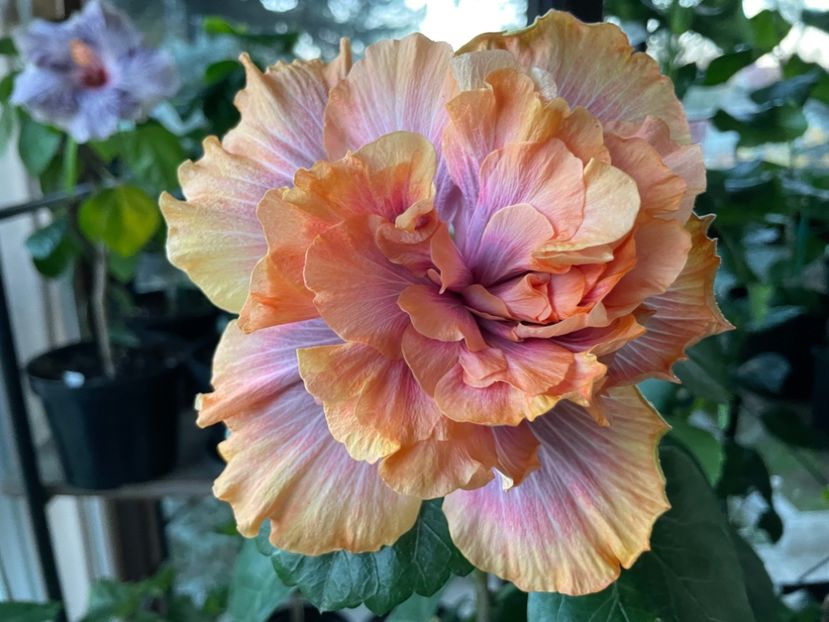  - Wind Rosa Feng Xiajunr