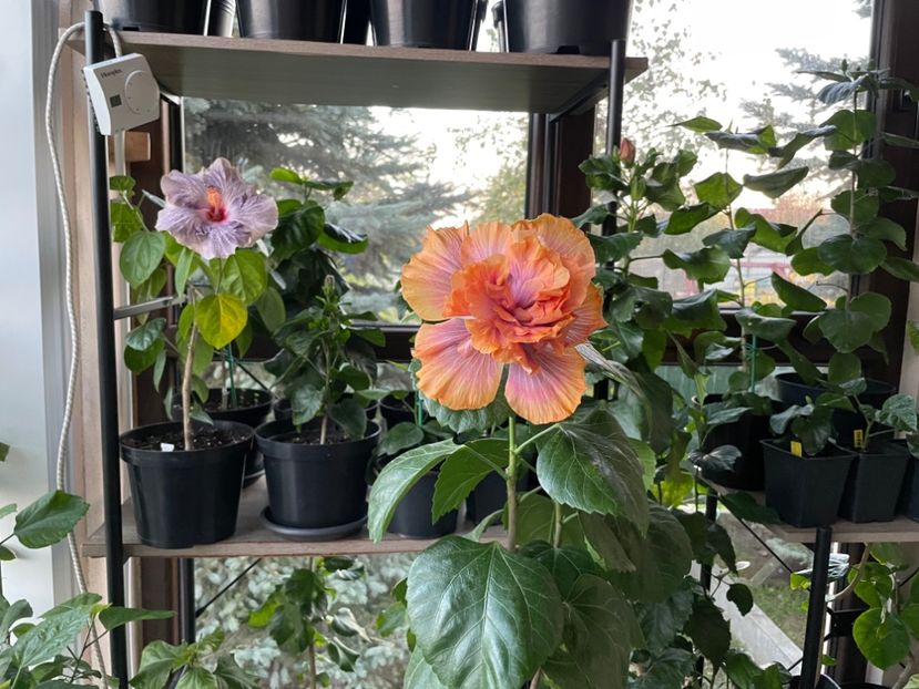  - Wind Rosa Feng Xiajunr