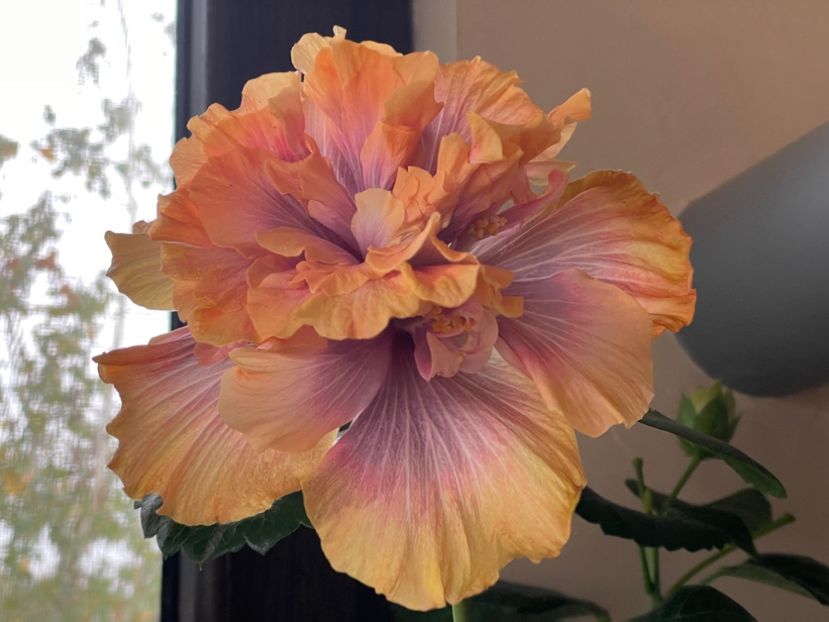  - Wind Rosa Feng Xiajunr