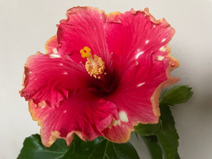  - 0006 - Hibiscusi 2025 - 3