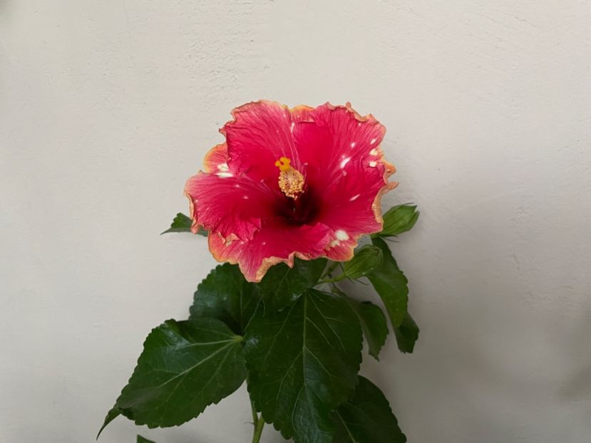  - 0006 - Hibiscusi 2025 - 3