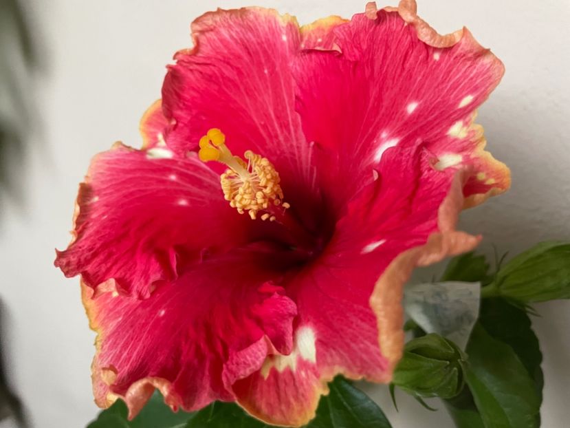  - 0006 - Hibiscusi 2025 - 3