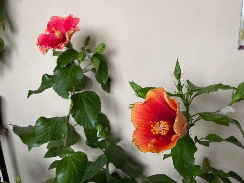  - 0006 - Hibiscusi 2025 - 3