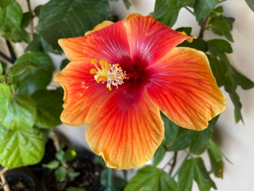  - 0006 - Hibiscusi 2025 - 3