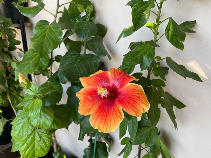  - 0006 - Hibiscusi 2025 - 3