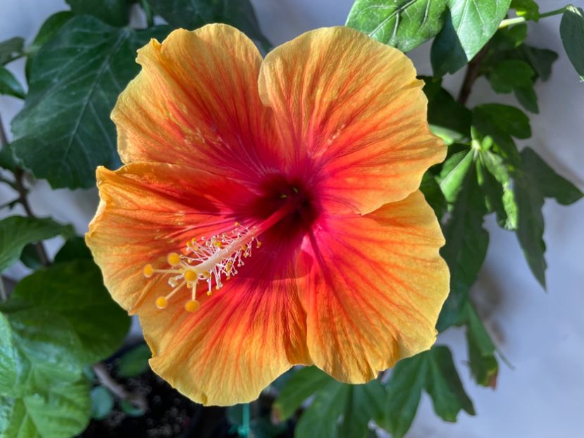  - 0006 - Hibiscusi 2025 - 3