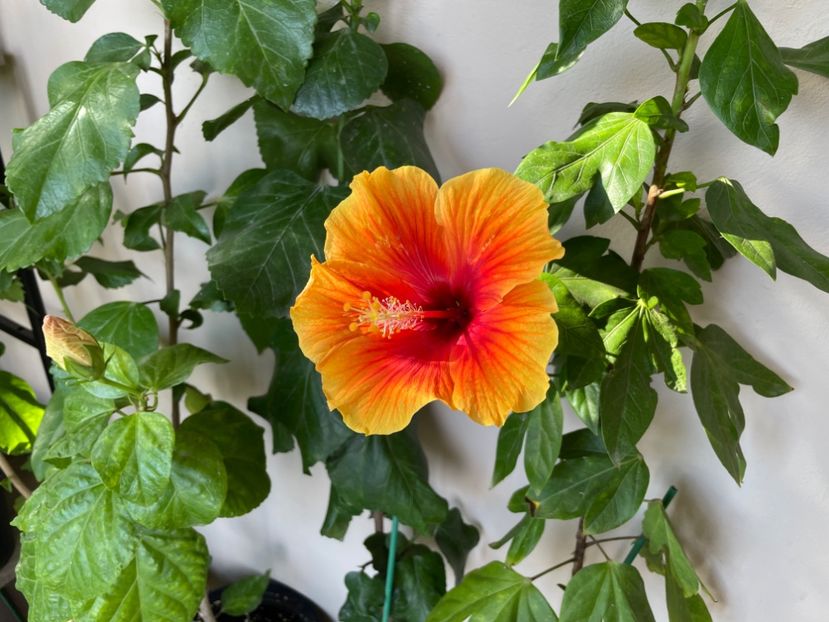  - 0006 - Hibiscusi 2025 - 3