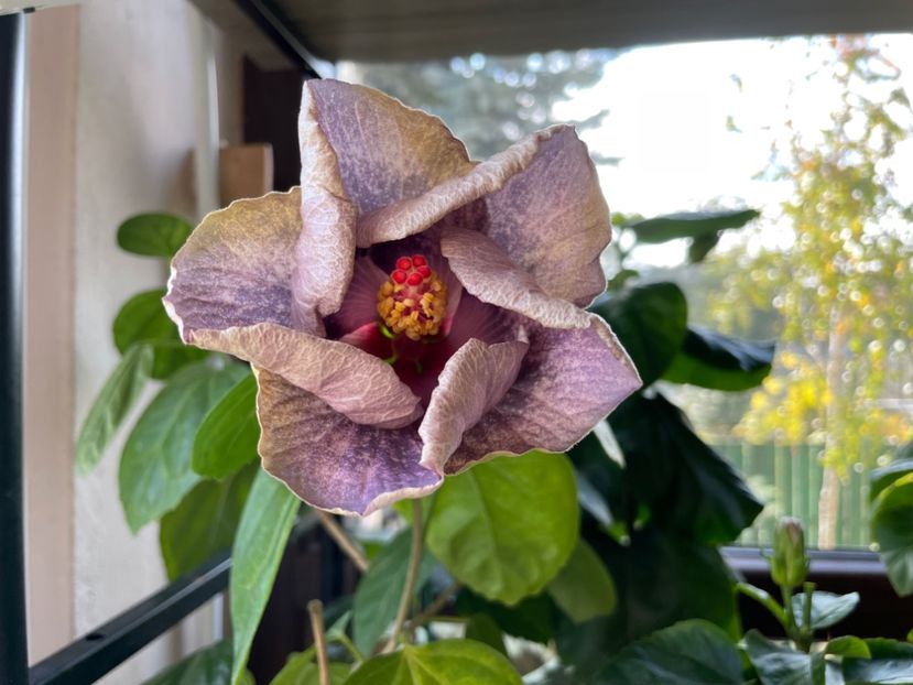  - 0006 - Hibiscusi 2025 - 3