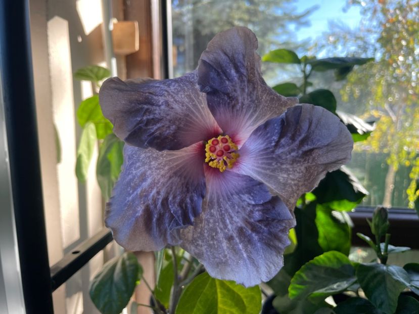  - 0006 - Hibiscusi 2025 - 3