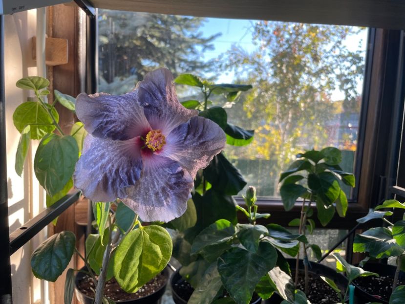  - 0006 - Hibiscusi 2025 - 3