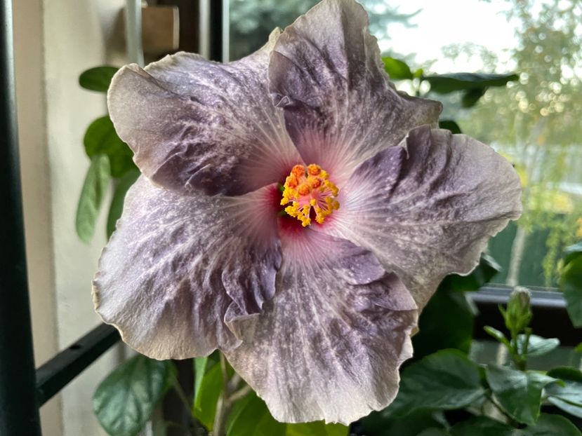  - 0006 - Hibiscusi 2025 - 3