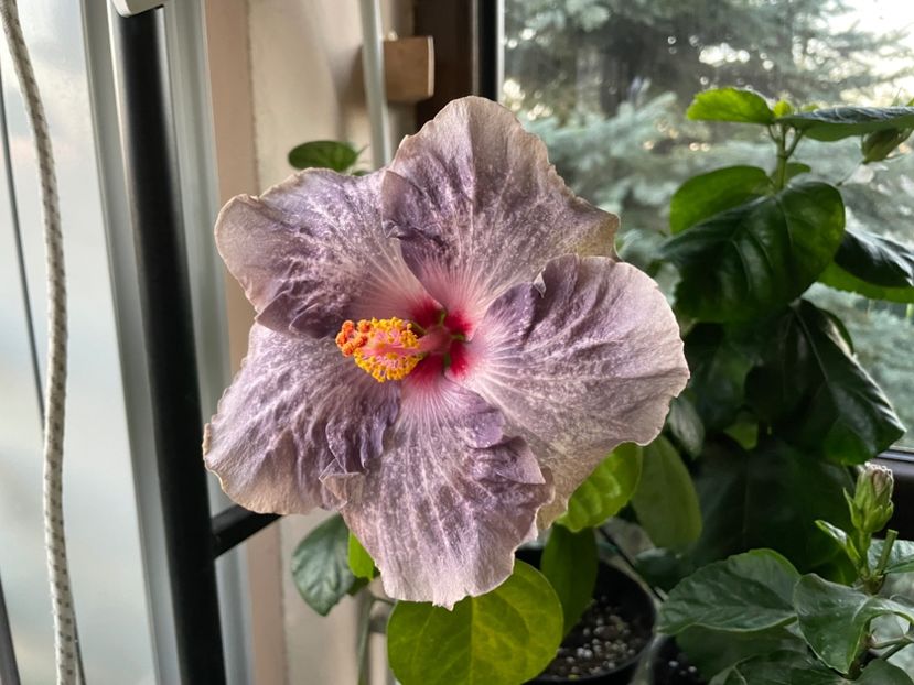  - 0006 - Hibiscusi 2025 - 3