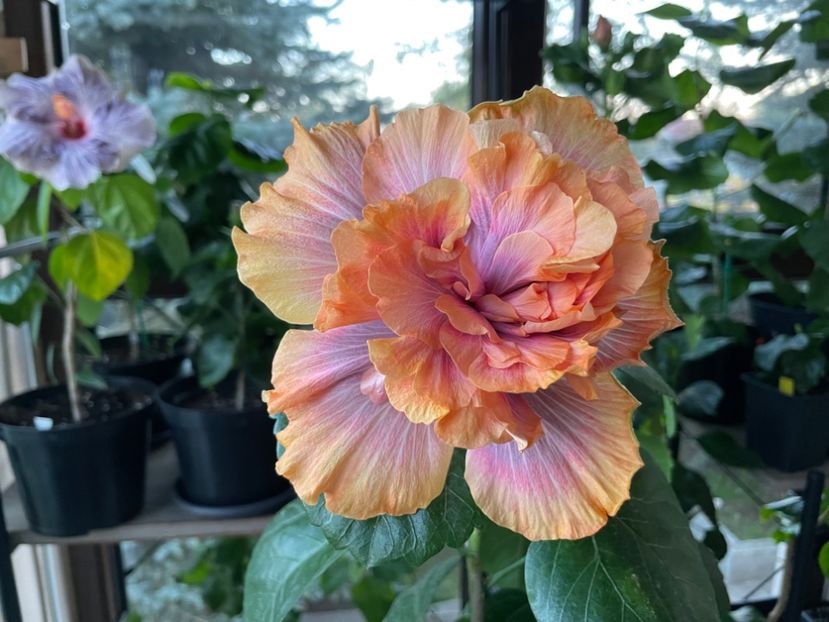  - 0006 - Hibiscusi 2025 - 3