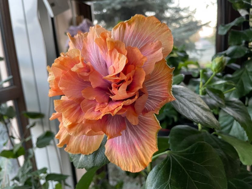  - 0006 - Hibiscusi 2025 - 3