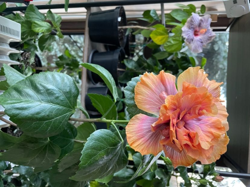  - 0006 - Hibiscusi 2025 - 3