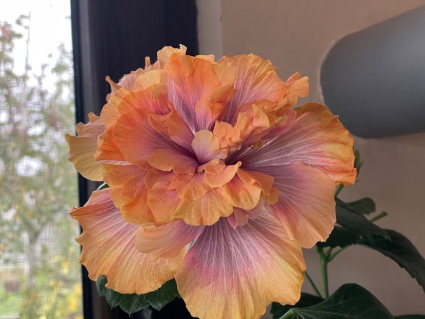  - 0006 - Hibiscusi 2025 - 3