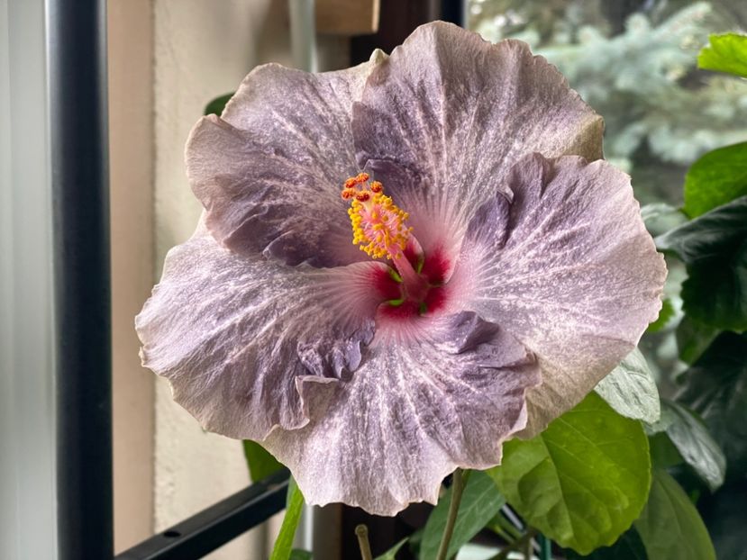  - 0006 - Hibiscusi 2025 - 3