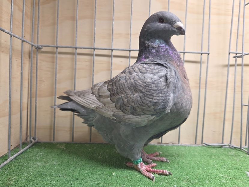 FEMELĂ 2025 - 14504 - AGH DE VANZARE