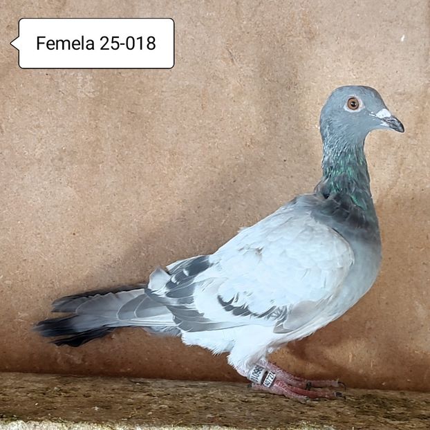 Femela 25-018 - Porumbei vanduti