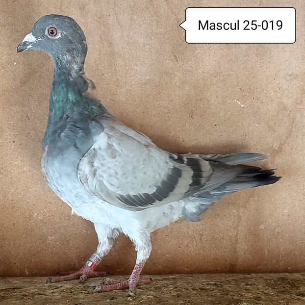 Mascul 25-019 - Vanat