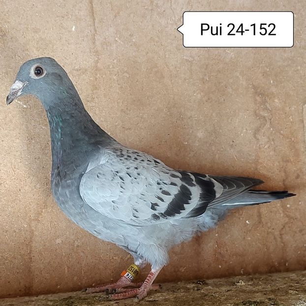 Pui 24-152....-10 lei - Porumbei vanduti