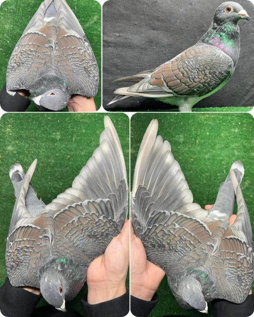  - Nu îmi aparțin 11