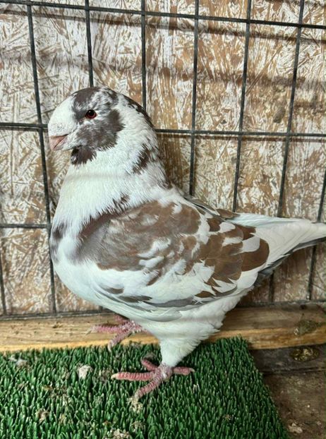 att.rGrOnUPO2YJuGiSW-StMpnaX8vWfSi19jpD-0pCrYC4 - Matca 2026