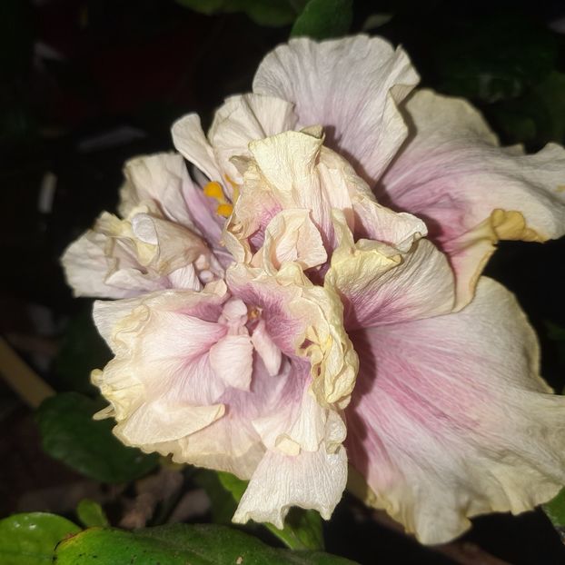 05.11.2025 - HIBISCUSI 2025-5