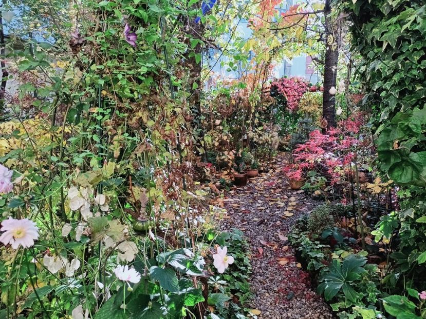  - Grădina 2025 continuare 5