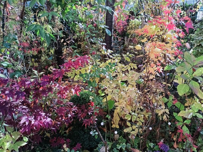  - Grădina 2025 continuare 5