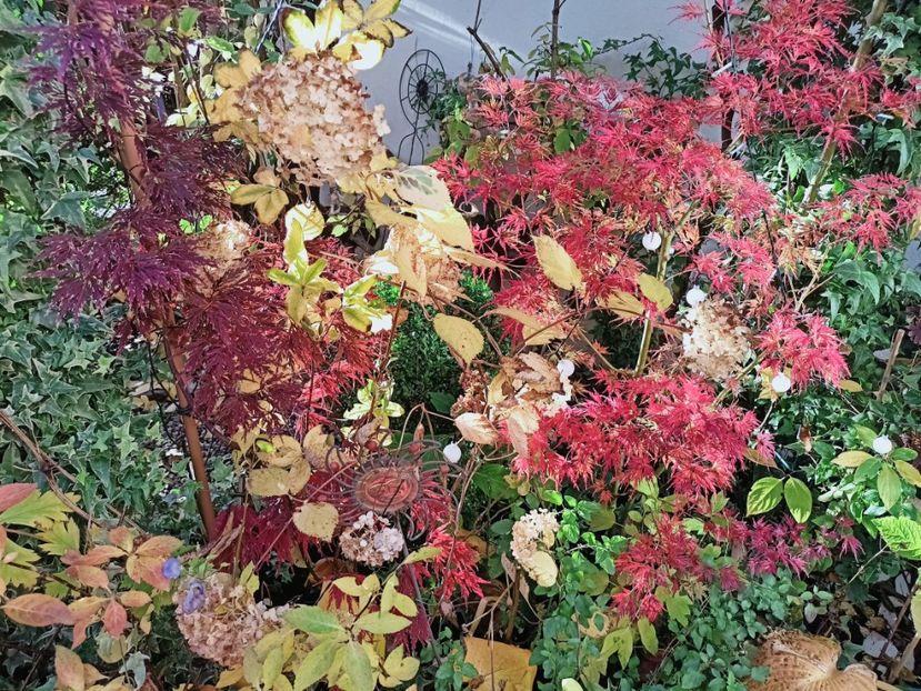  - Grădina 2025 continuare 5