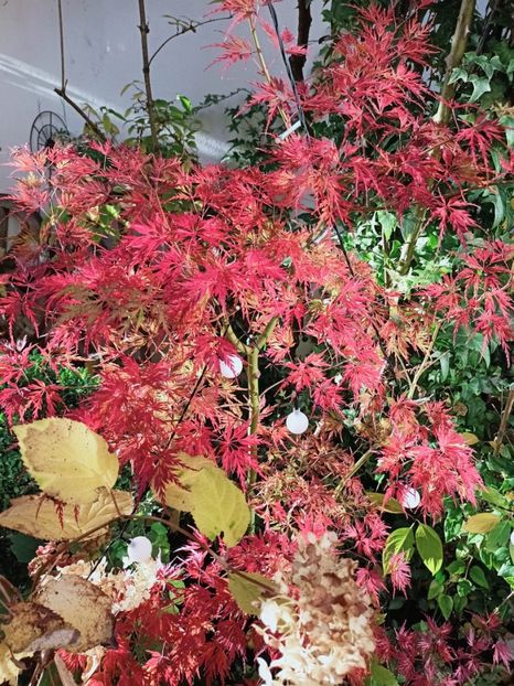  - Grădina 2025 continuare 5