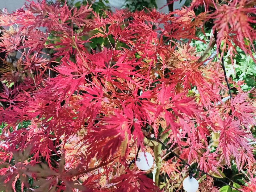  - Grădina 2025 continuare 5