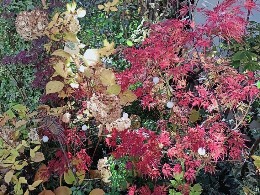  - Grădina 2025 continuare 5