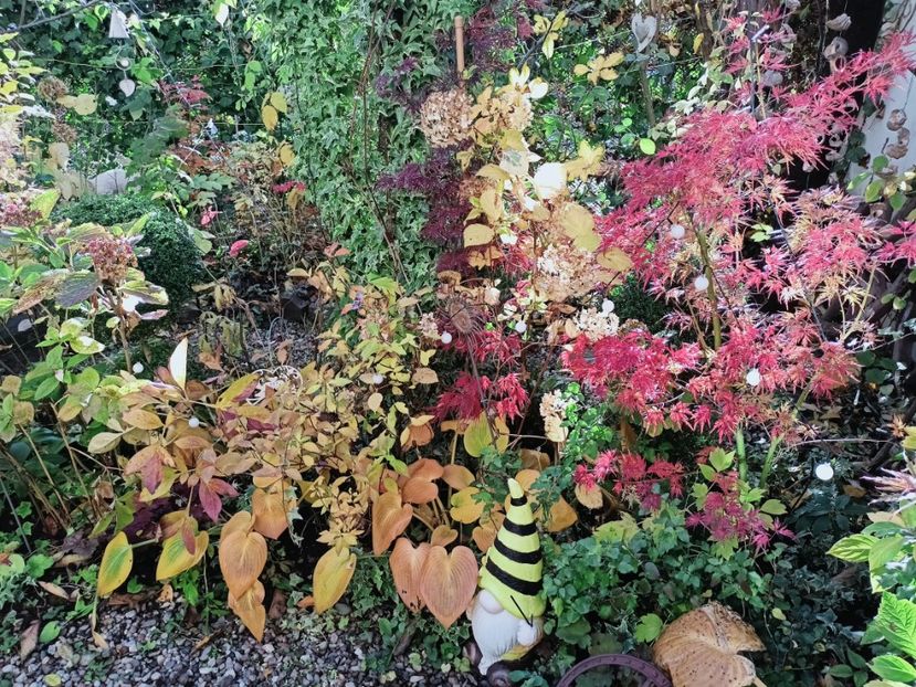  - Grădina 2025 continuare 5