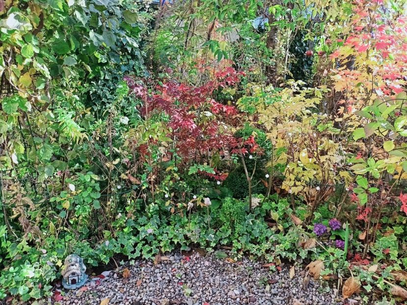  - Grădina 2025 continuare 5