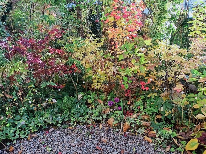  - Grădina 2025 continuare 5