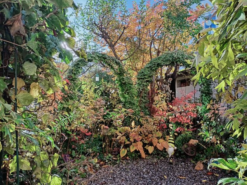  - Grădina 2025 continuare 5