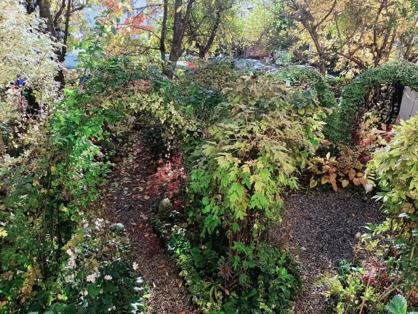  - Grădina 2025 continuare 5