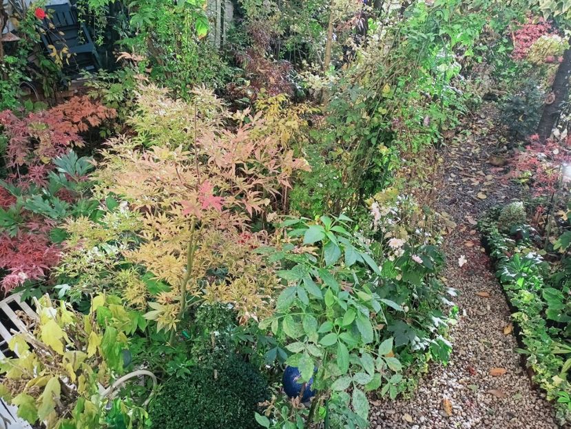  - Grădina 2025 continuare 5