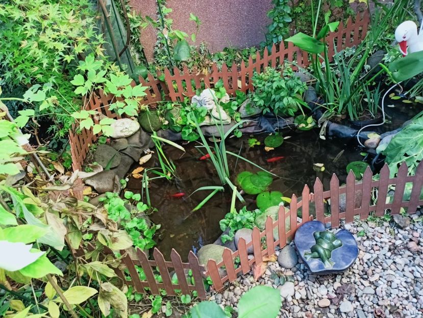  - Grădina 2025 continuare 5