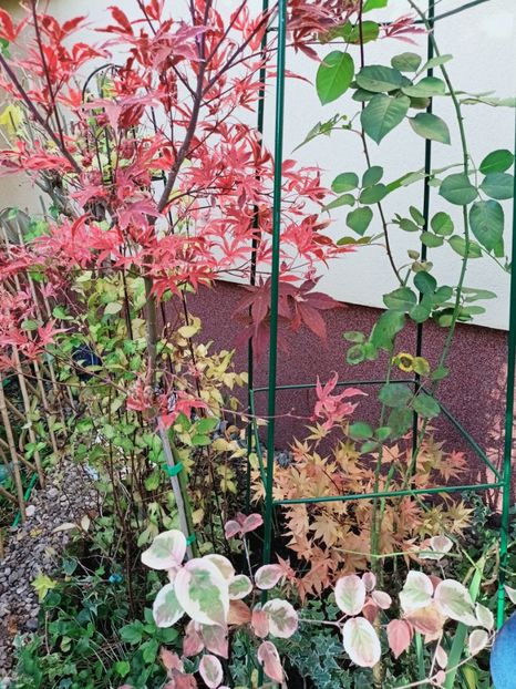  - Grădina 2025 continuare 5