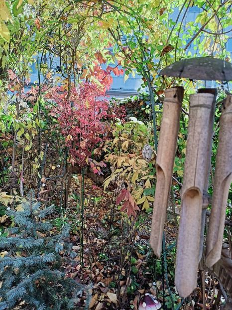  - Grădina 2025 continuare 5